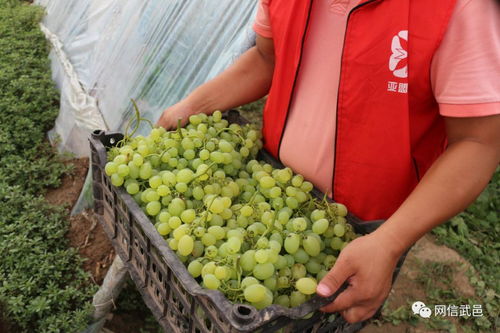 電商助力食用油銷售，破解農(nóng)產(chǎn)品滯銷難題